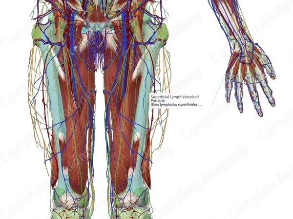 Superficial Lymph Vessels of Forearm 