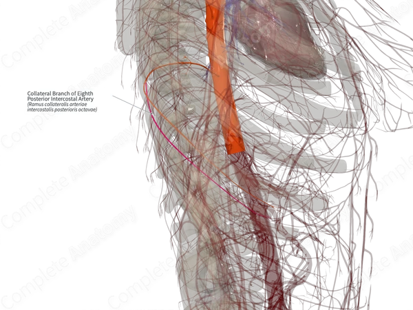 Collateral Branch of Eighth Posterior Intercostal Artery (Right)