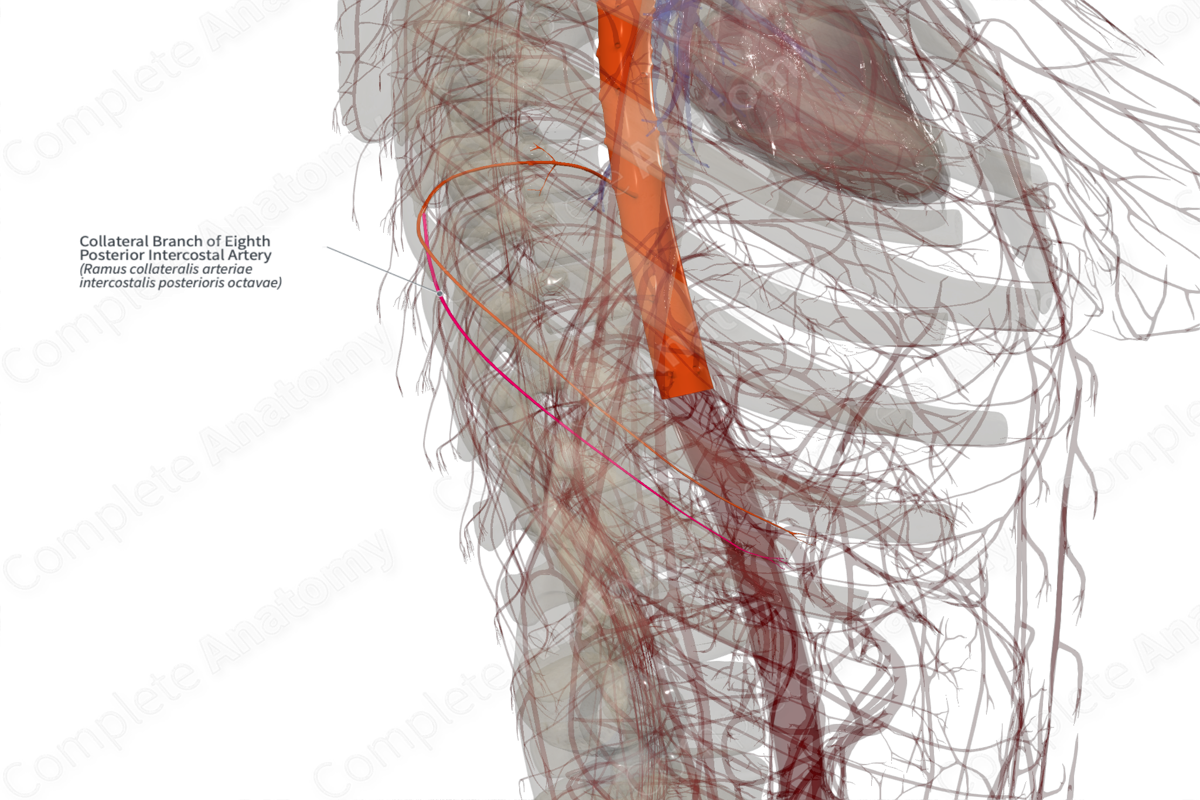 Collateral Branch of Eighth Posterior Intercostal Artery (Right)