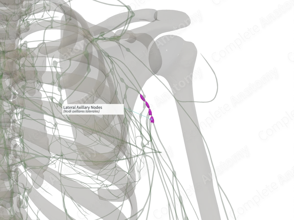 Lateral Axillary Nodes (Left)