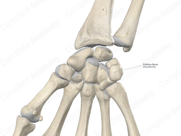 Pisiform Bone