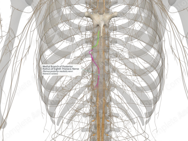 Medial Branch of Posterior Ramus of Eighth Thoracic Nerve (Right)
