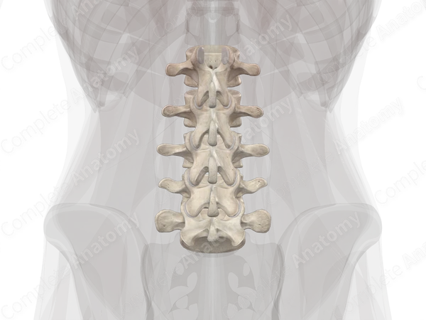 Lumbar Vertebrae