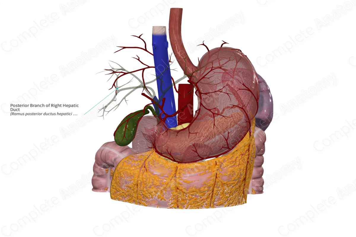 Posterior Branch of Right Hepatic Duct