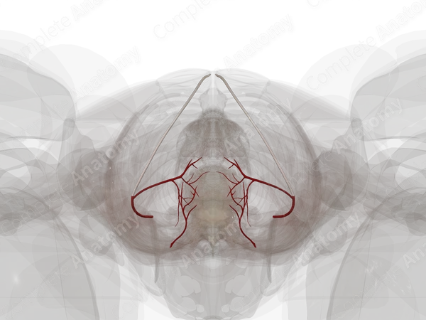 Arteries of Urinary Bladder