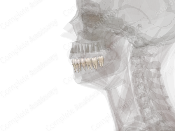 Mandibular Dental Arch (Left Quadrant)