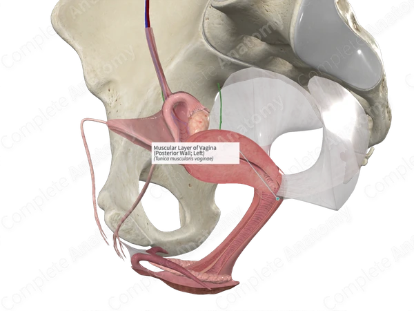 Muscular Layer of Vagina (Posterior Wall; Left)