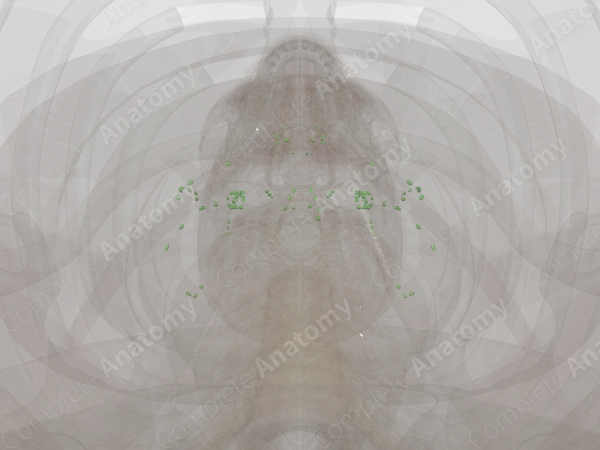 Lymph Nodes of Neck