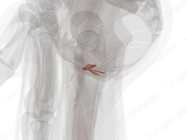 Female External Urethral Sphincter