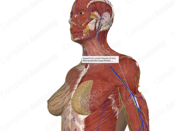 Superficial Lymph Vessels of Arm 