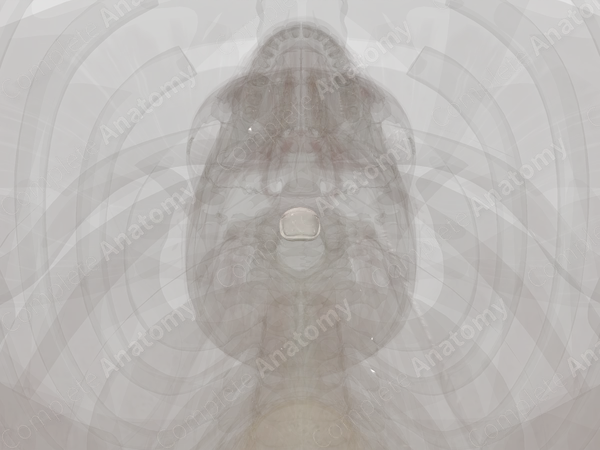 Intervertebral Symphysis (C2-C3)