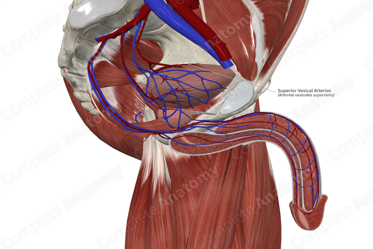 Superior Vesical Arteries 