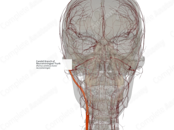 Carotid Branch of Neuromeningeal Trunk (Right)