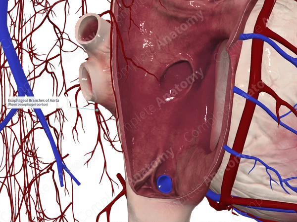 Esophageal Branches of Aorta