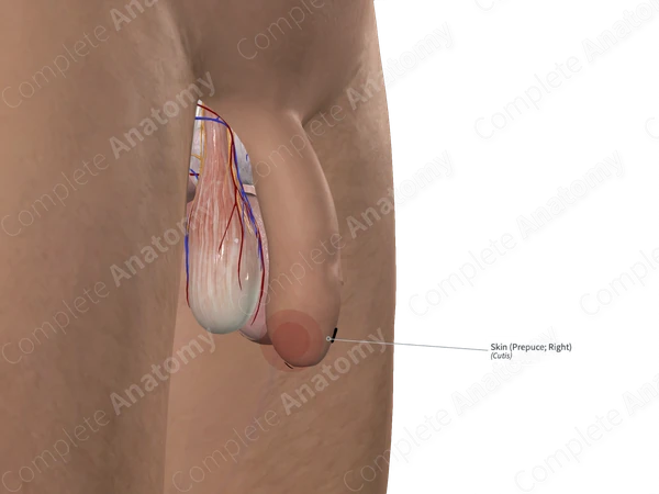 Skin (Prepuce; Right)
