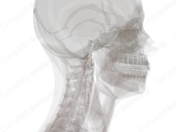 Median Atlantoaxial Joint