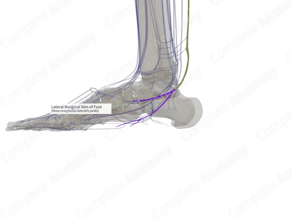 Lateral Marginal Vein of Foot (Right)
