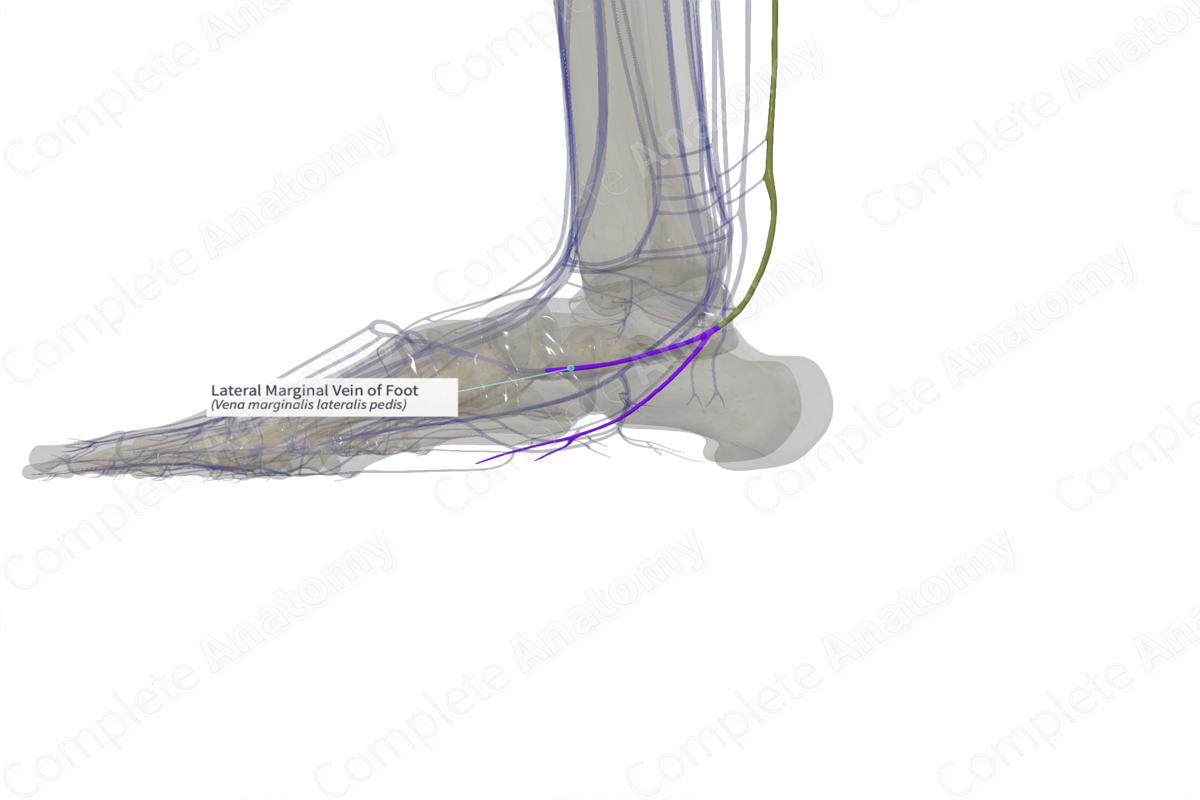 Lateral Marginal Vein of Foot (Right)