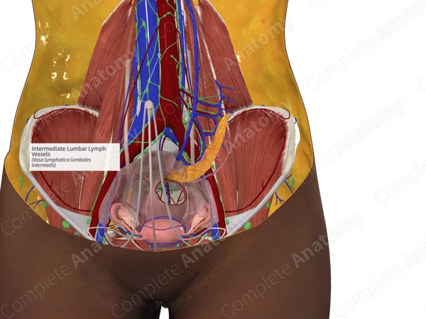 Intermediate Lumbar Lymph Vessels
