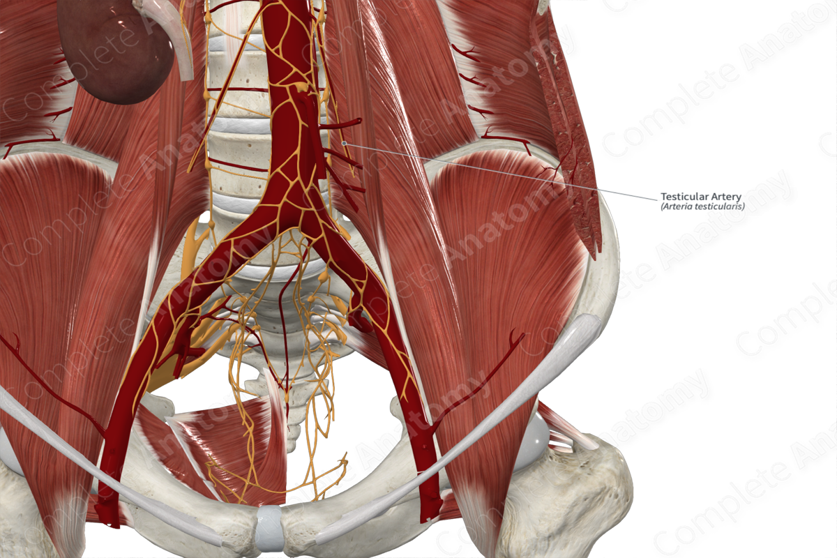 Testicular Artery 