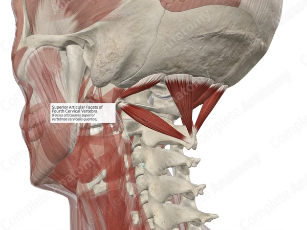 Superior Articular Facets of Fourth Cervical Vertebra