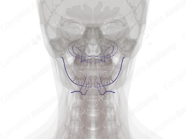 Veins of Oral Cavity