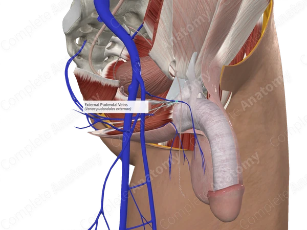 External Pudendal Veins
