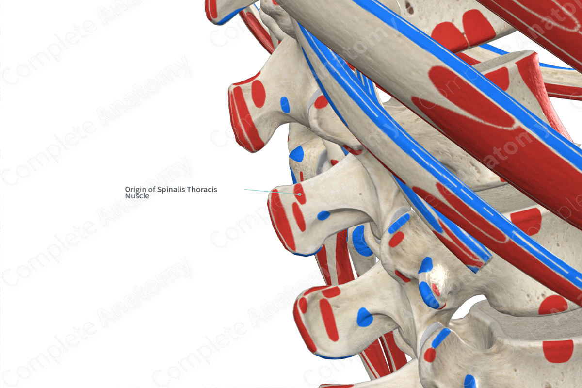 origin-of-spinalis-thoracis-muscle-complete-anatomy