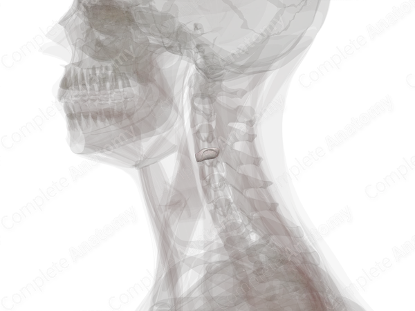 Intervertebral Symphysis (C3-C4)