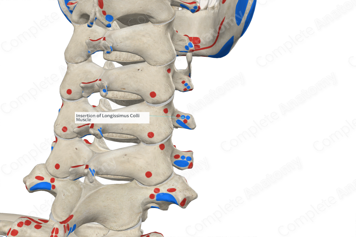 Insertion of Longissimus Colli Muscle