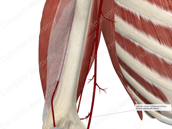 Inferior Ulnar Collateral Artery
