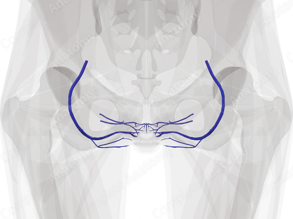 Veins of Perineum