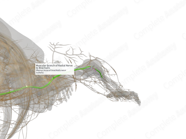 Muscular Branch of Radial Nerve to Brachialis (Left)