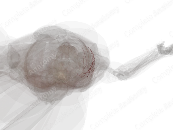 Lateral Cutaneous Branches of Posterior Intercostal Arteries (Left)