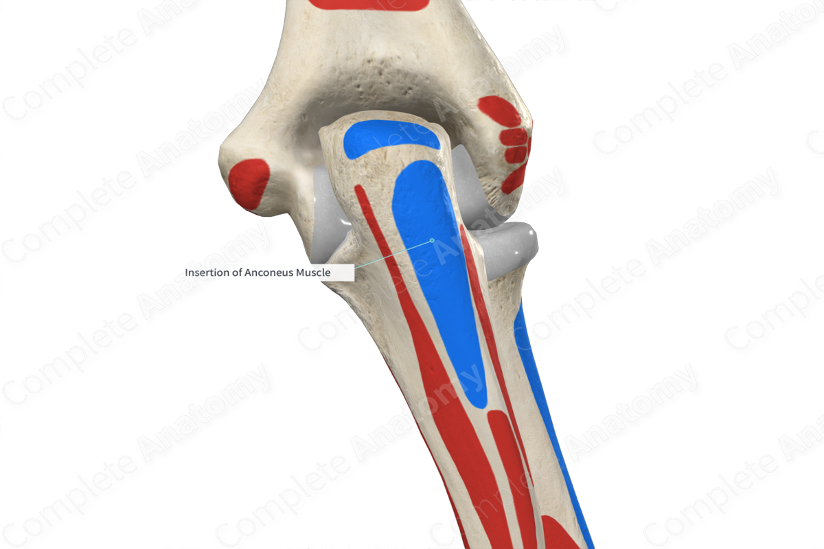 Insertion of Anconeus Muscle