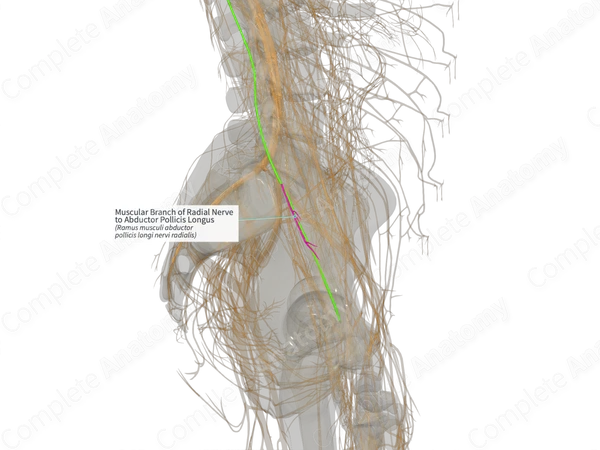 Muscular Branch of Radial Nerve to Abductor Pollicis Longus (Left)