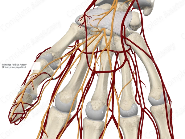 Princeps Pollicis Artery