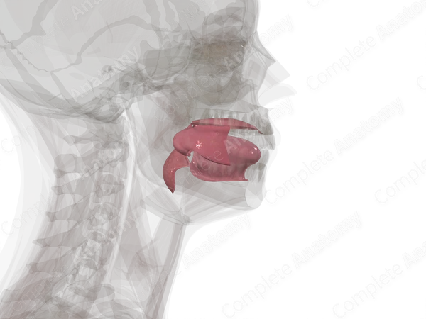 Oral Cavity Proper