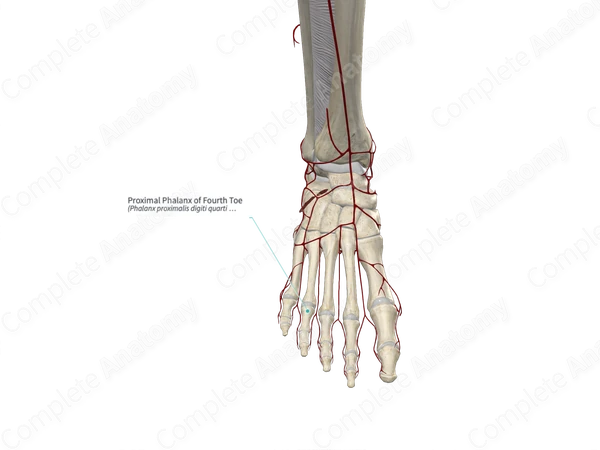 Proximal Phalanx of Fourth Toe