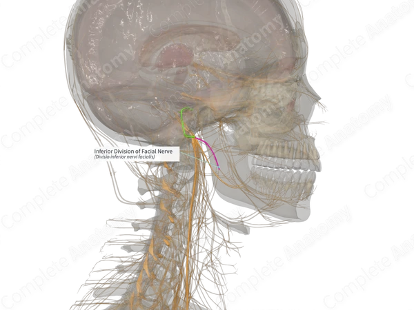 Inferior Division of Facial Nerve (Right)