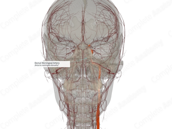 Dorsal Meningeal Artery (Left)