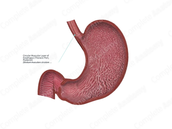 Circular Muscular Layer of Esophagus (Thoracic Part; Posterior)