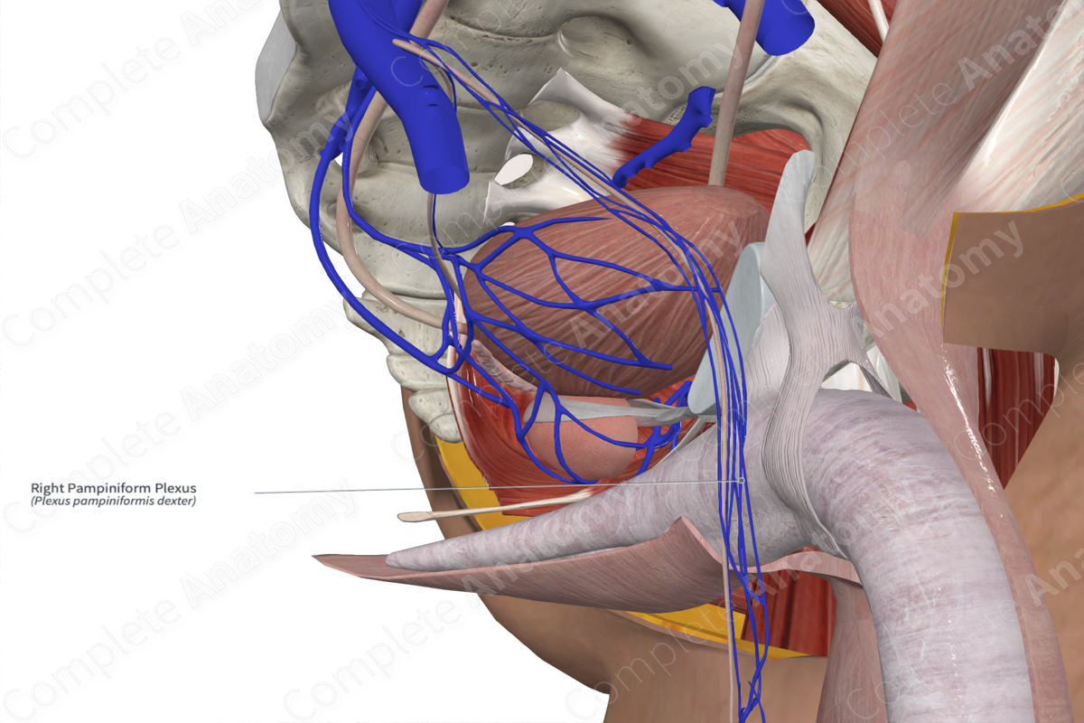 Right Pampiniform Plexus