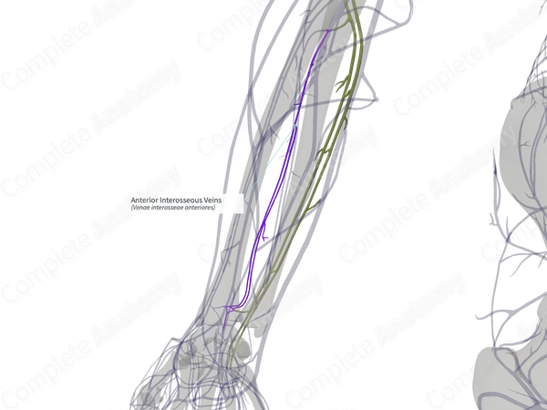 Anterior Interosseous Veins (Right)