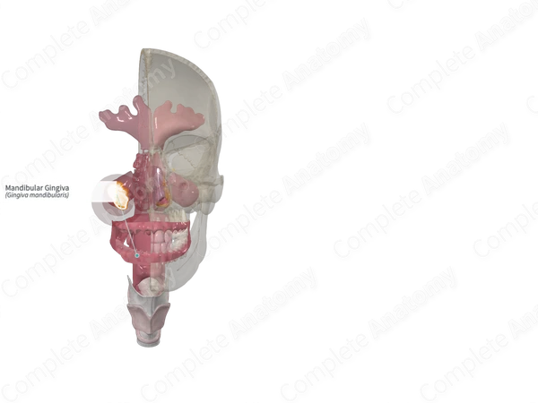 Mandibular Gingiva 