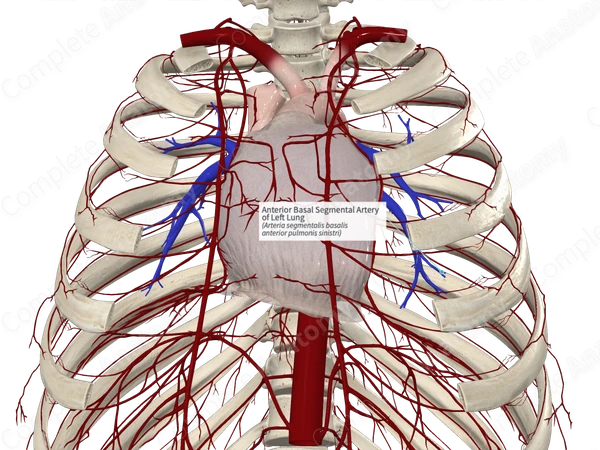 Anterior Basal Segmental Artery of Left Lung