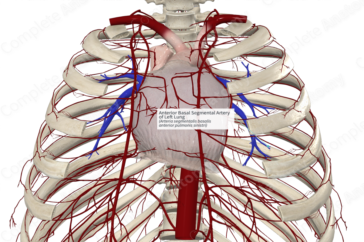 Anterior Basal Segmental Artery of Left Lung