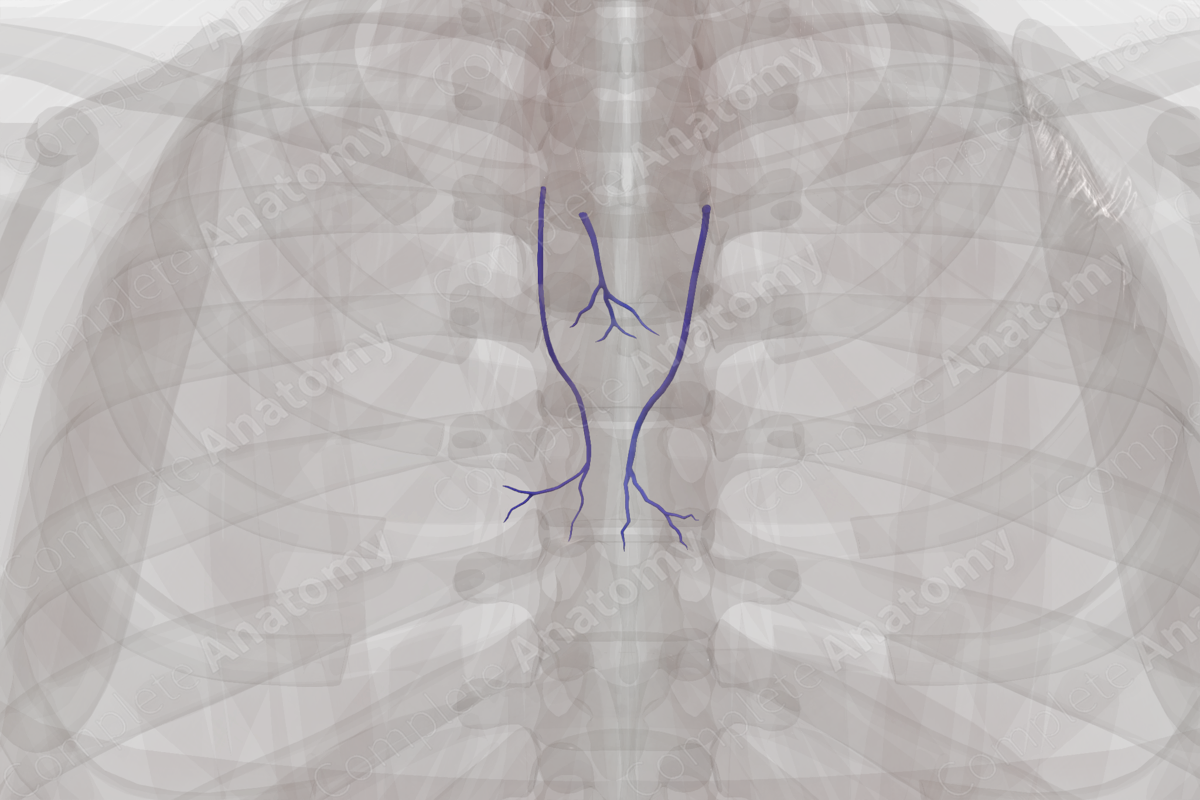 Veins of Mediastinum