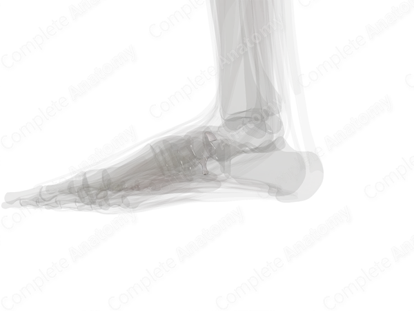 Cuboideonavicular Joint (Left)