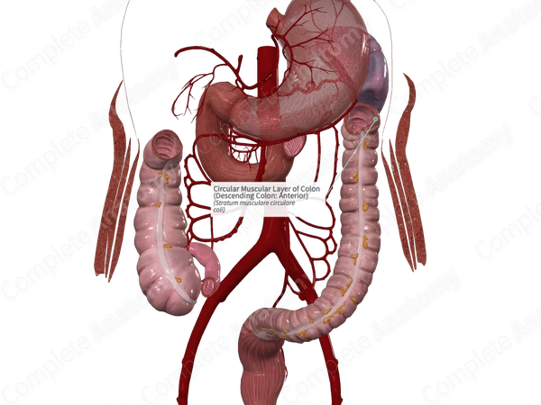 Circular Muscular Layer of Colon (Descending Colon: Anterior)